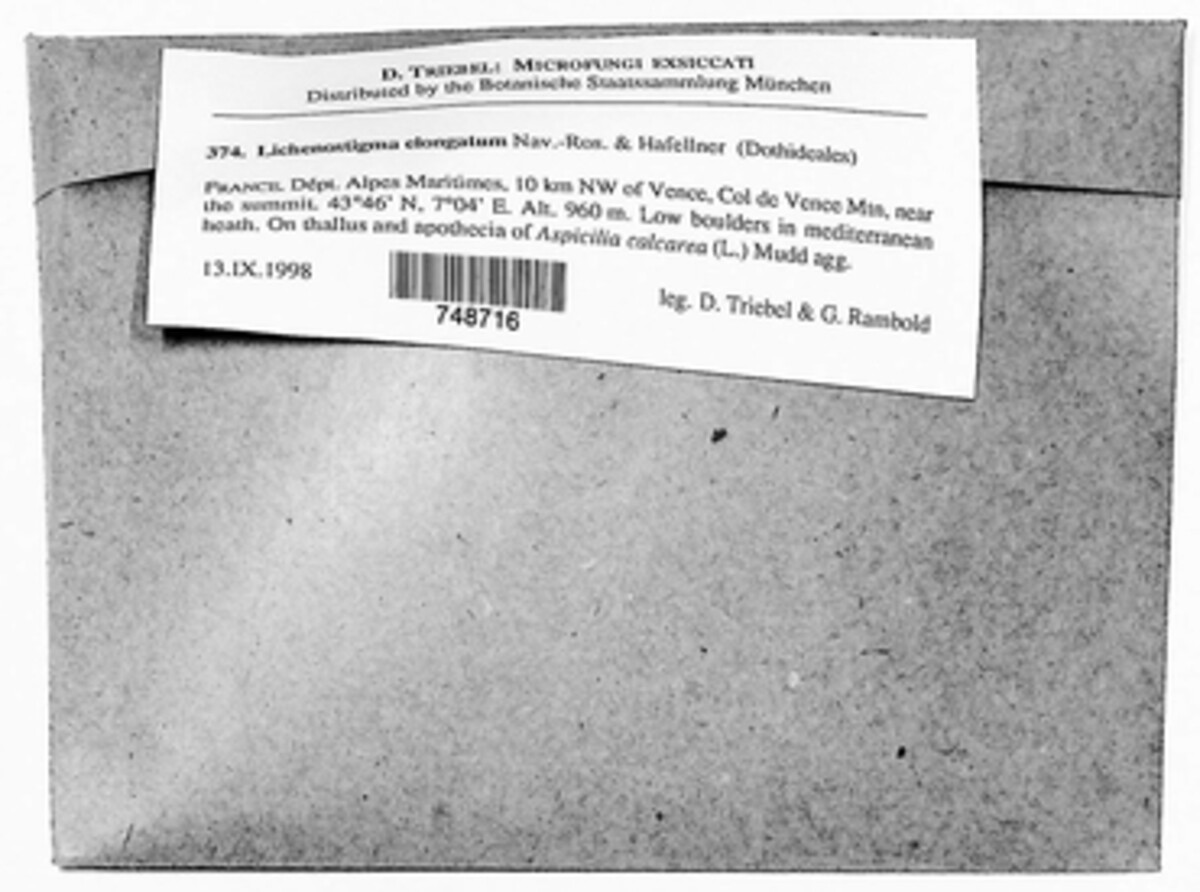 Lichenostigma image